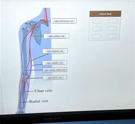 SOLVED: Right subclavian vein Right axillary vein Right brachial vein Right cephalic vein Right ...