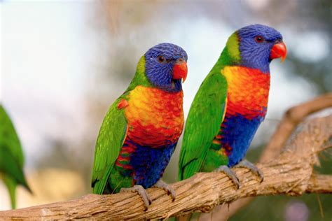 Lorikeet Feeding | Bird Kingdom