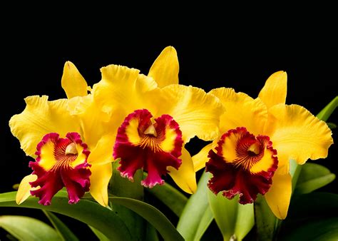 Flower Homes: Cattleya Flowers