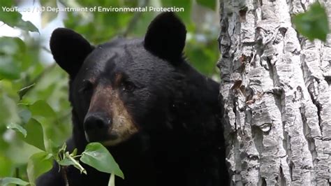 Bear hunt to resume in NJ | Video | NJ Spotlight News