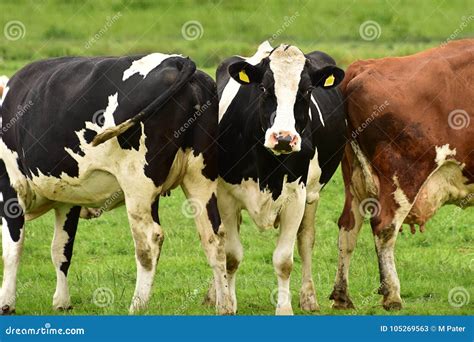 Funny Cow between Other Two Cows Stock Image - Image of animal, grass: 105269563