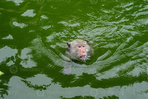 A monkey is swimming in the reservoir. 12022731 Stock Photo at Vecteezy