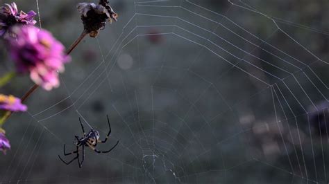 Garden spider web construction. - YouTube