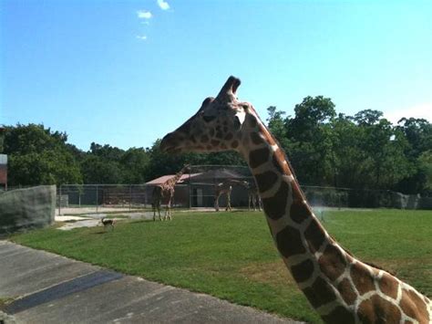 Baton Rouge Zoo, Louisiana (2011)