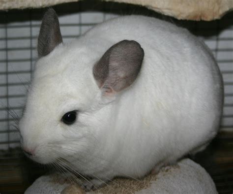 Physical Attributes - The Pet Chinchilla