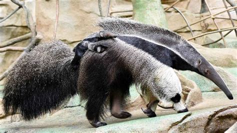 Giant (baby) anteater! - ABC7 Chicago