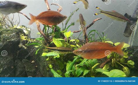 Red Rainbow Fish in Aquarium Stock Photo - Image of wildlife, tropical: 174825116