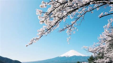 Mt Fuji Cherry Blossoms Stock Footage Video (100% Royalty-free) 1041820999 | Shutterstock