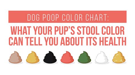 Use Our Healthy Dog Poop Chart to Discover If Your Dog's Poop is Healthy