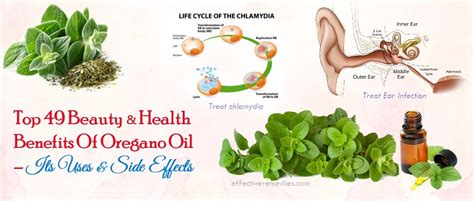 49 Beauty & Health Benefits Of Oregano Oil – Uses & Side Effects