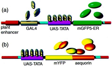 Diagrammatic representation of GAL4–UAS transactivation.(a) An enhancer... | Download Scientific ...