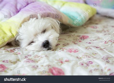 Cute Dog Little Maltese Sleeping On Stock Photo 497618230 | Shutterstock