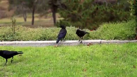 Mama crow feeding baby crows - YouTube