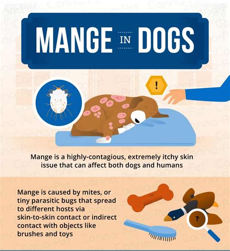 Can Humans Catch Mange From Dogs