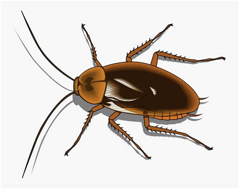 Free Vector Insect - Cockroach Clipart , Free Transparent Clipart ...