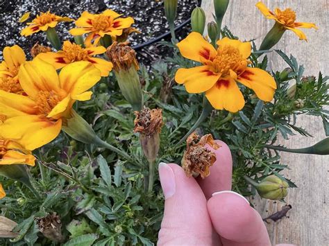 How to save marigold seeds 🌼 🔍 Preparing for a burst of color next season