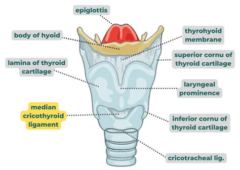 Cricothyroid Ligament - AnatomyZone