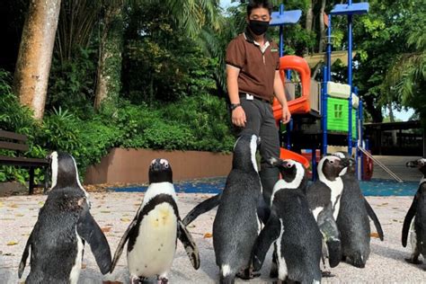 A Nightly Live-Stream of a Penguin Parade Has Become the Latest Online Hit