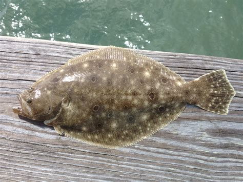 Flounder | Capt Tony's "Walkingangler"