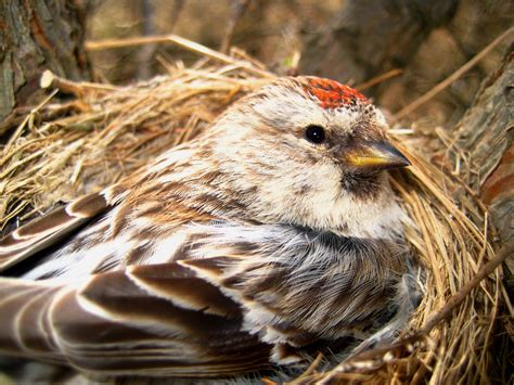 nest of Common redpoll | Foto's