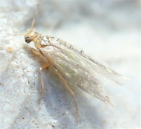 Caddisfly - BugGuide.Net