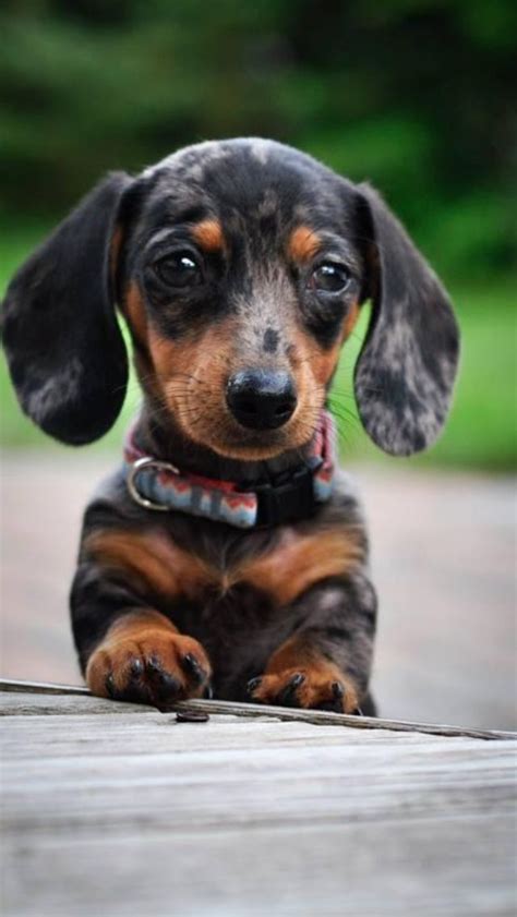 143 best images about Dapple Dachshunds on Pinterest | I want, Long ...