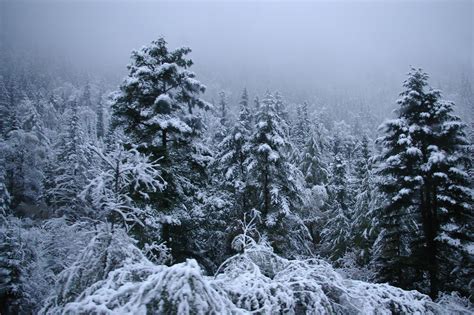 Free Stock photo of Snow covered trees on a cold winter day | Photoeverywhere