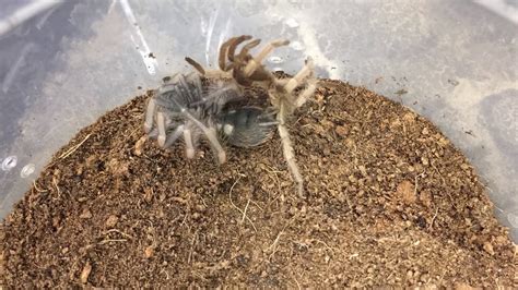 [TimeLapse] Tarantula Sling Molting - YouTube