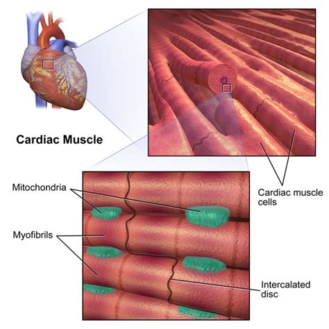 Difference Between Skeletal Muscle and Cardiac Muscle | Compare the Difference Between Similar Terms