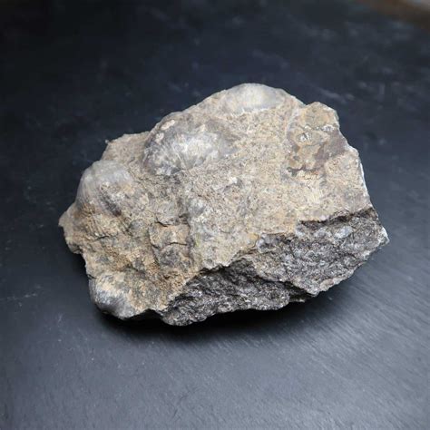 Shelly fossiliferous Limestone from the UK | Buy UK Fossils