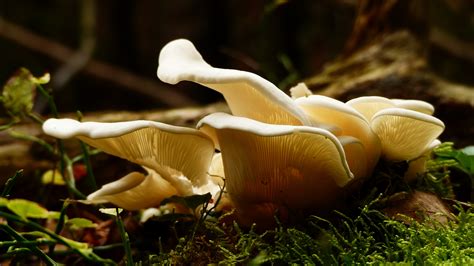 Oyster Mushroom: A Treasure from Waste in Laguna – Agriculture Monthly