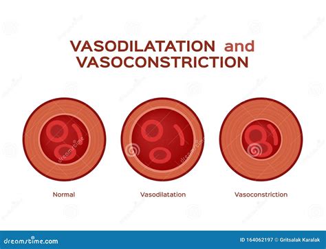 Normal Vasodilation and Vasoconstriction Blood Vessel Vector Stock ...