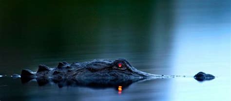 Swamp Animals Are Even More Frightening at Night (6 pics) - Izismile.com