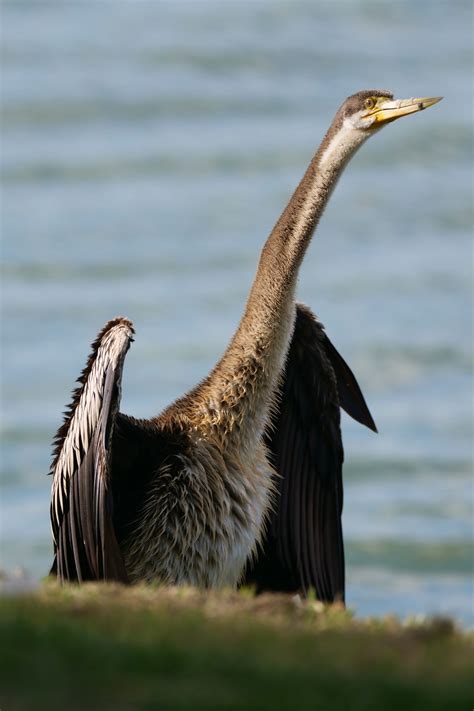 Fishing, feeding, drying, preening, Lake Monger – Pelican Yoga