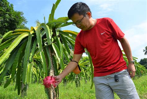 Enter the dragon fruit: A businessman discovers farming during the ...