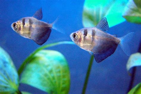 10 Types of Tropical Fish for a Freshwater Aquarium - PetHelpful