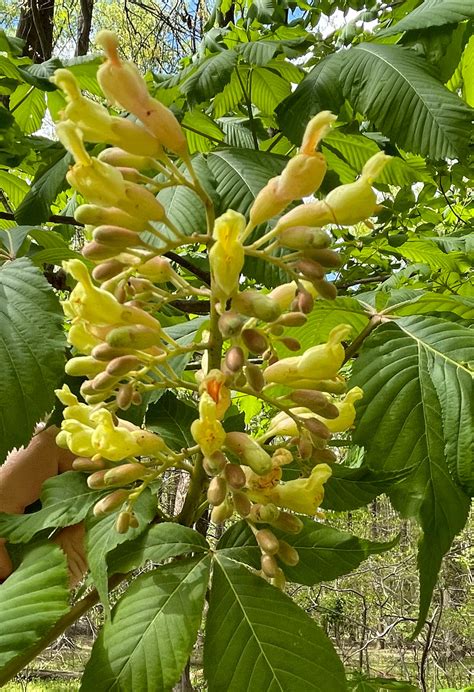 Yellow Buckeye | Glen Arboretum