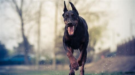 Is Doberman Good Guard Dog