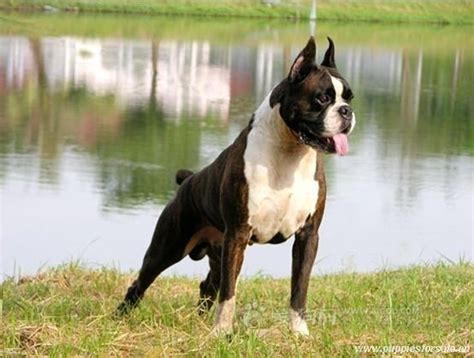 Dog Breeds: German Boxer