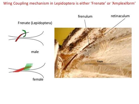 Lepidoptera