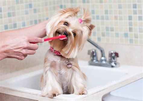 How Come Dogs Dobt Need To Brush Teeth