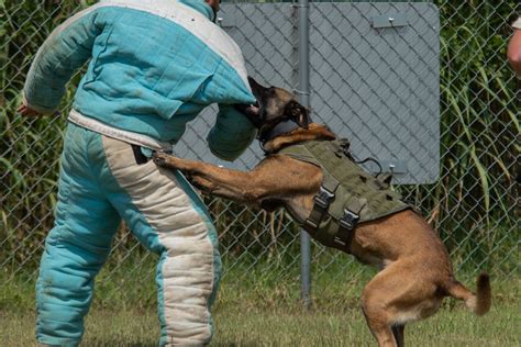 Fort Knox partners with Kentucky law enforcement agencies in military dog bite training exercise ...