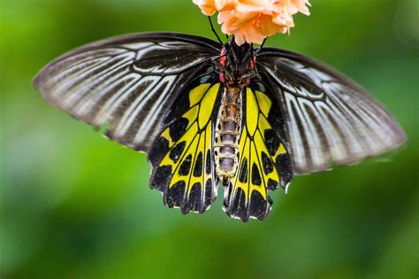 Musicroom's Imaging: Southern Birdwing Butterfly