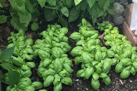 12 Delicious Types Of Basil To Grow In Your Garden • Insteading