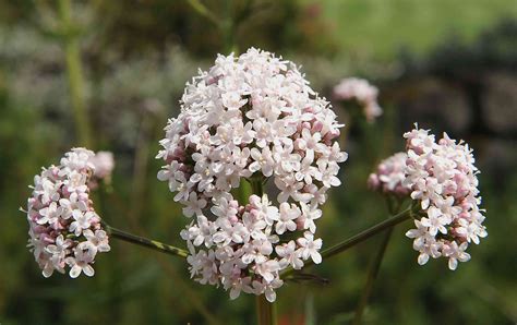 Valerian Plant Profile: Invasiveness and Identification