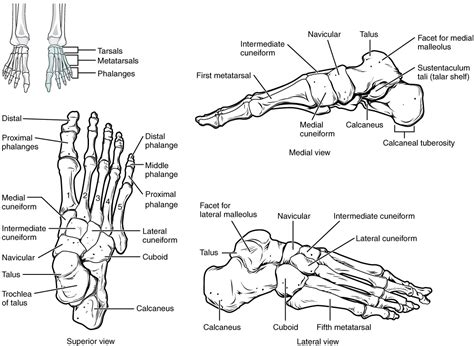 8.4 Bones of the Lower Limb – Douglas College Human Anatomy and ...