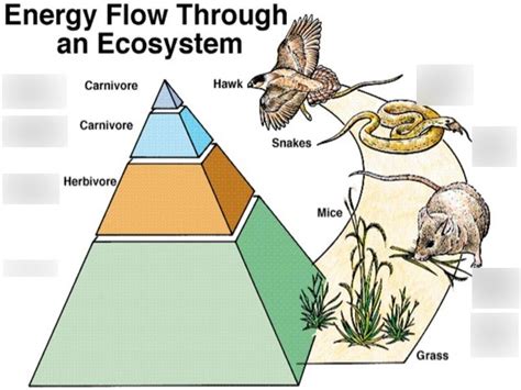 Biology: Energy Flow Diagram Diagram | Quizlet