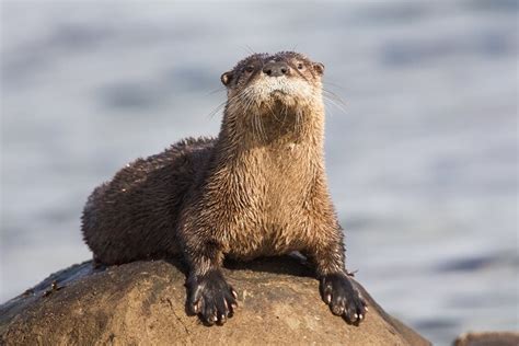 River Otter - Facts and Beyond | Biology Dictionary