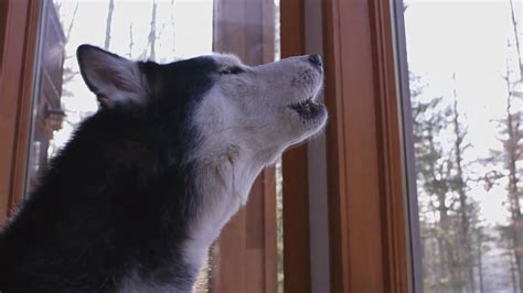 Mishka the Talking Husky Sings a Song! - YouTube