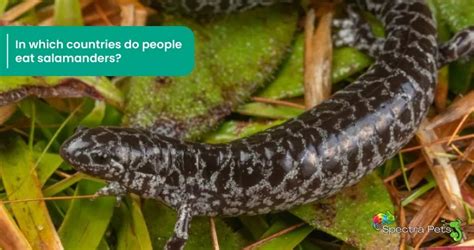 What Eats A Salamander? [Let's Find Out The Predators]